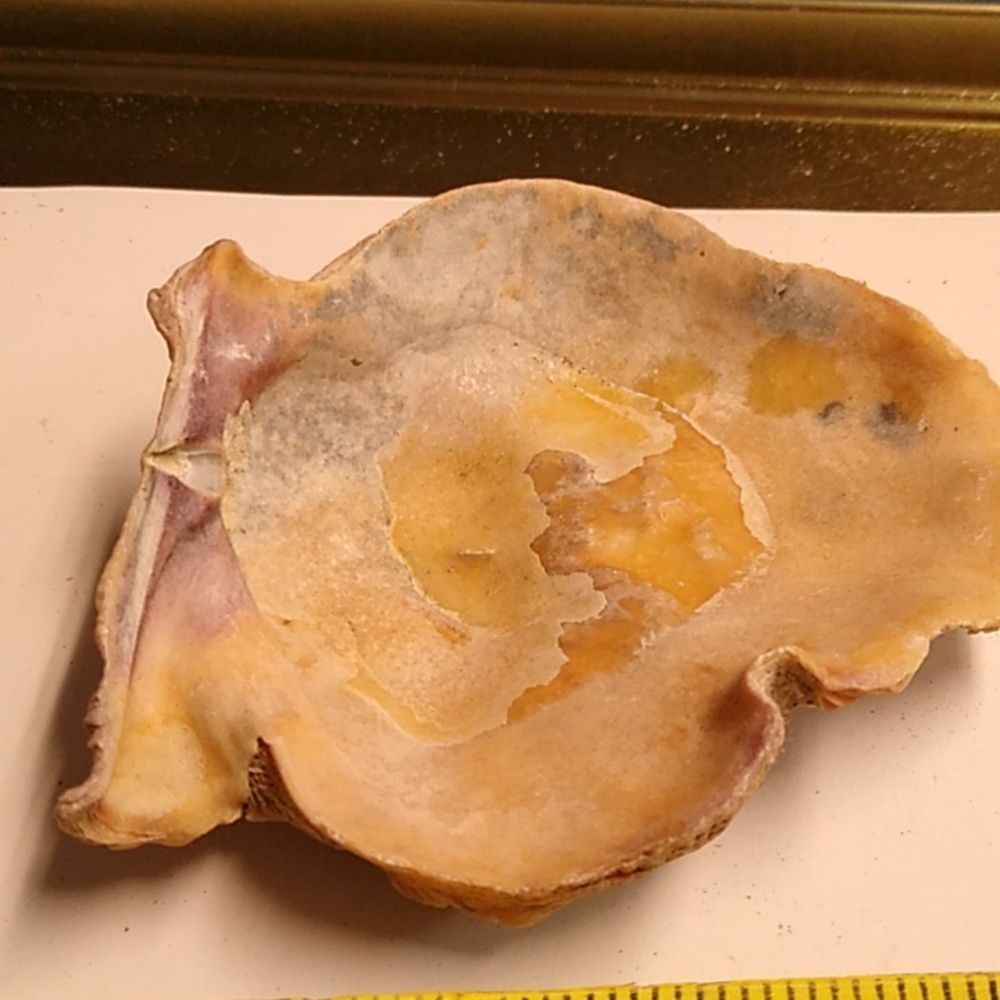 Natural Seashell Decor Shell Fossil on a Shell - Picture 3 of 4